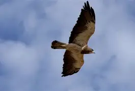 包含从法兰克福赛前止住颓势到Doinb在老鹰比赛中逆转，勒沃库森门线救险备战法国杯的词条